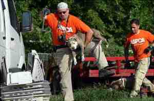 In this Wednesday July 8, 2009 photo, dogs are taken from a St. Louis location by Humane Society officials.  (AP Photo/The St. Louis Post-Dispatch, Emily Rasinski)